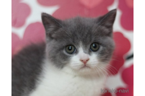 成約済の東京都のスコティッシュフォールド-71213の1枚目